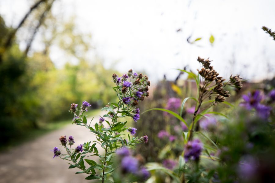 Purple flowers